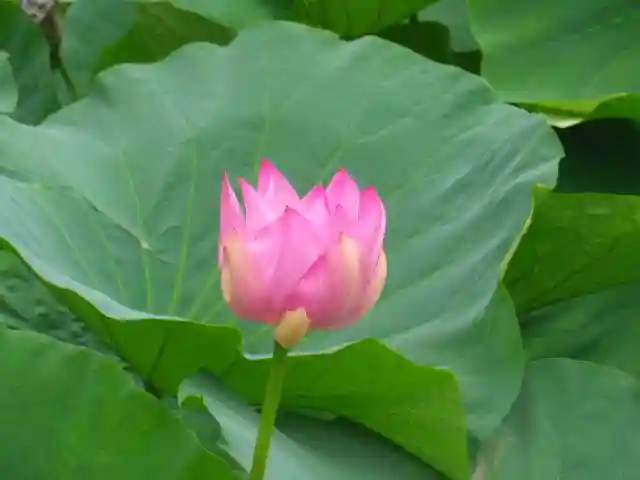 鶴岡八幡宮の自然