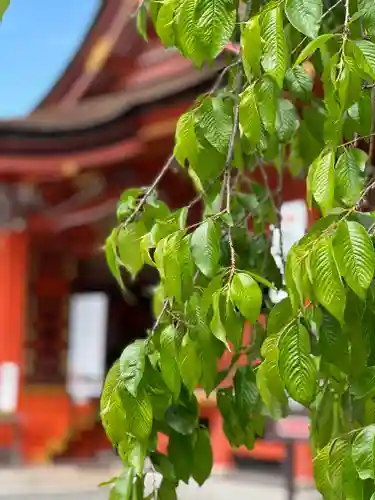 富士山本宮浅間大社の自然