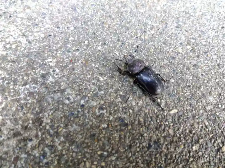 若宮神社(京都府)