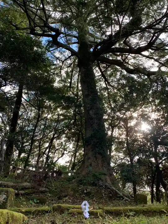 石堂原八幡神社の自然