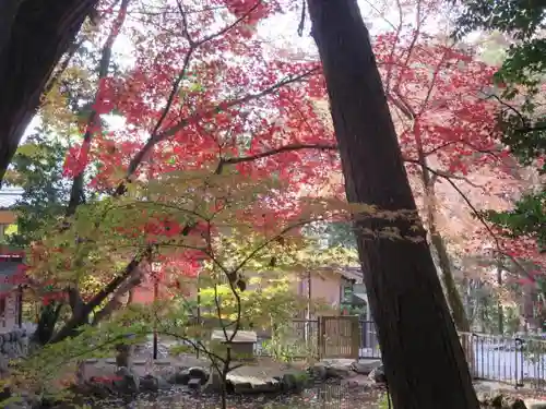 吉田神社の自然