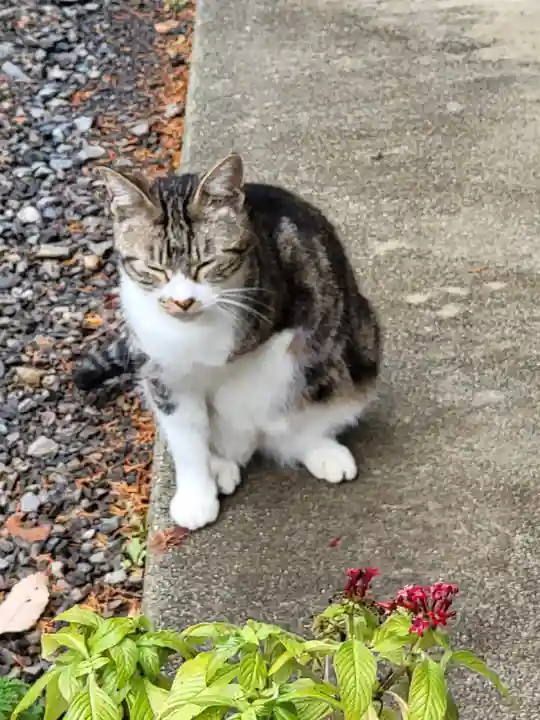 玉野御嶽神社の動物