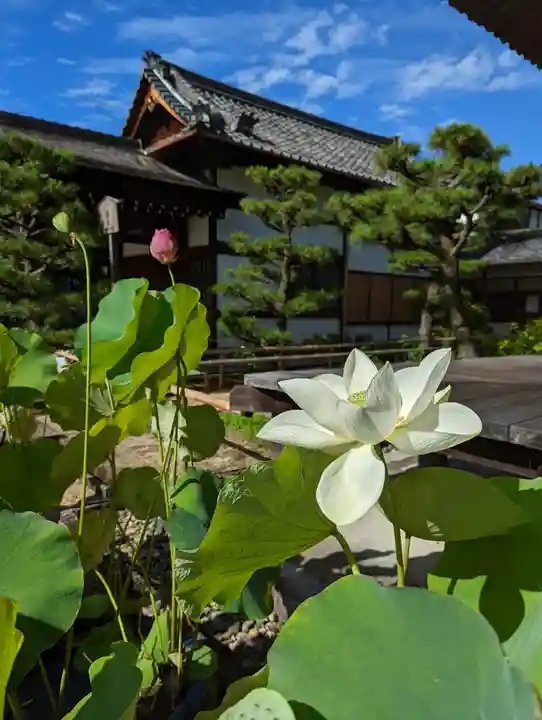 法金剛院(京都府)