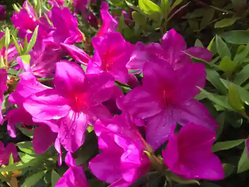 三室戸寺の自然