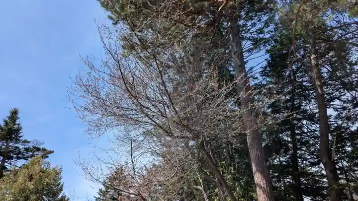 上川神社の自然