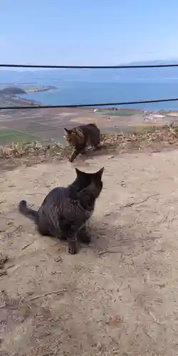 村雲御所瑞龍寺門跡の動物