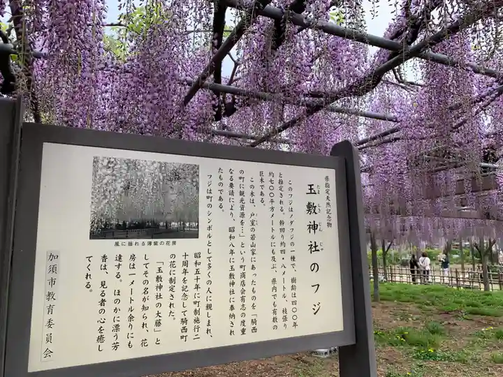 玉敷神社(埼玉県)