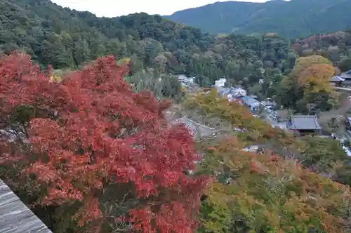 長谷寺の自然