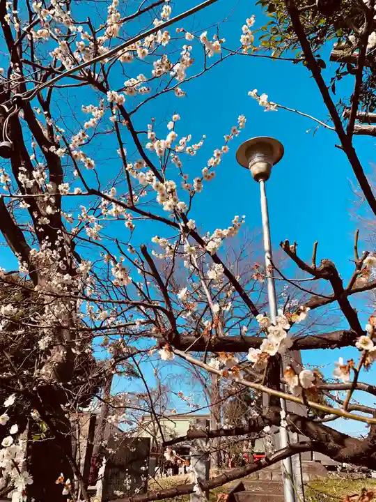 相模原氷川神社の自然