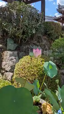 願林寺(滋賀県)