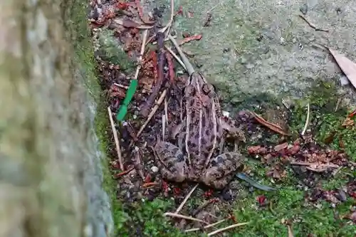 飛鳥坐神社の動物