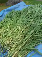 厚別神社(北海道)