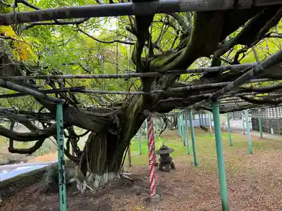 西寒多神社(大分県)