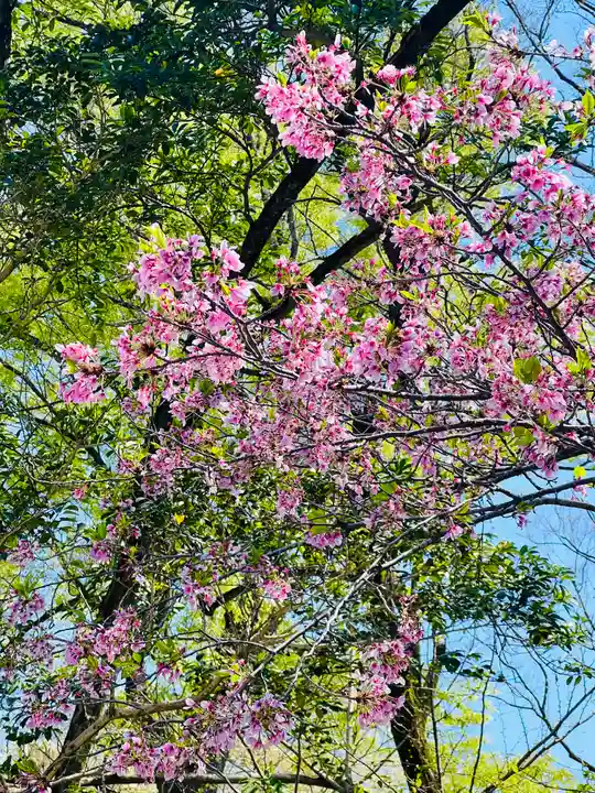河合神社(鴨川合坐小社宅神社)の自然