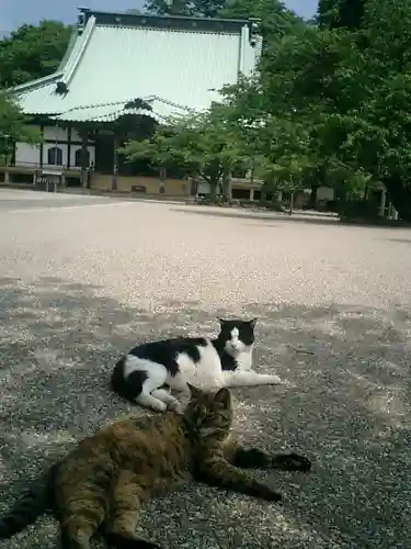 光明寺の動物