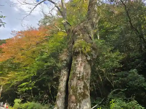 貴船神社結社(京都府)