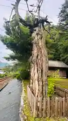 八幡大神市姫神社(京都府)