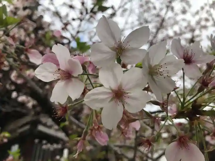 葛井寺(大阪府)