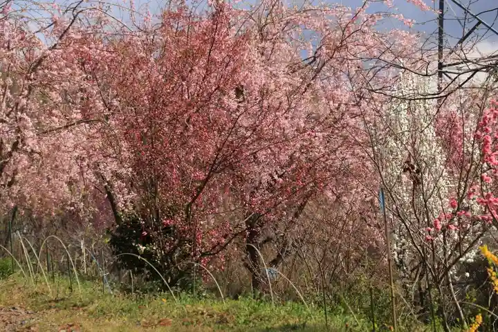阿久津「田村神社」(郡山市阿久津町)旧社名:伊豆箱根三嶋三社の庭園