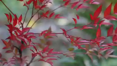 山科聖天 雙林院(双林院) (京都府)