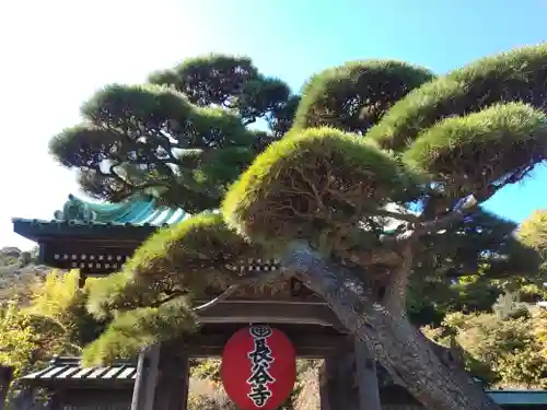 長谷寺の山門・神門