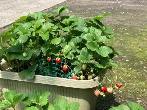 五條天神社の庭園