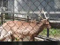 鹿島神宮の動物