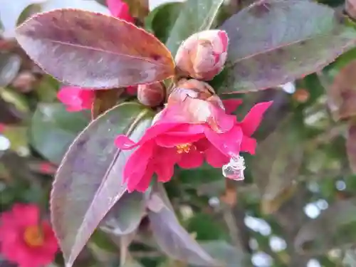 高屋敷稲荷神社(福島県)