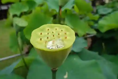 三室戸寺の自然