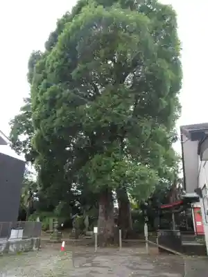 稲荷神社(埼玉県)