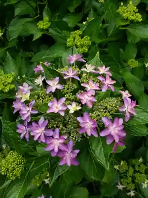 妙法寺(東京都)