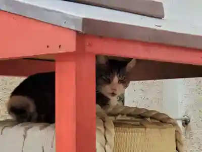 魚崎八幡宮神社の動物