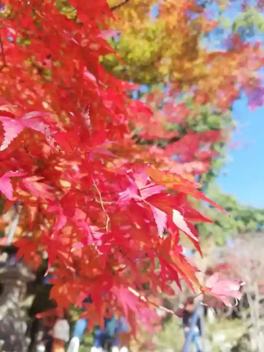 宝満宮竈門神社の自然