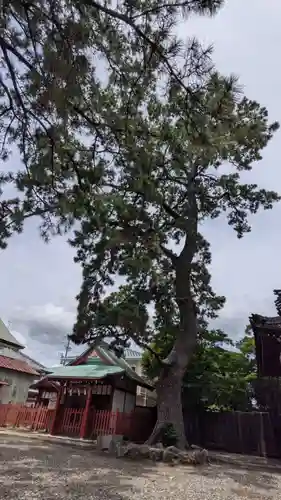 手筒花火発祥の地 吉田神社の自然