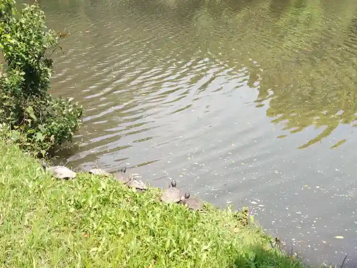 菊田神社の動物