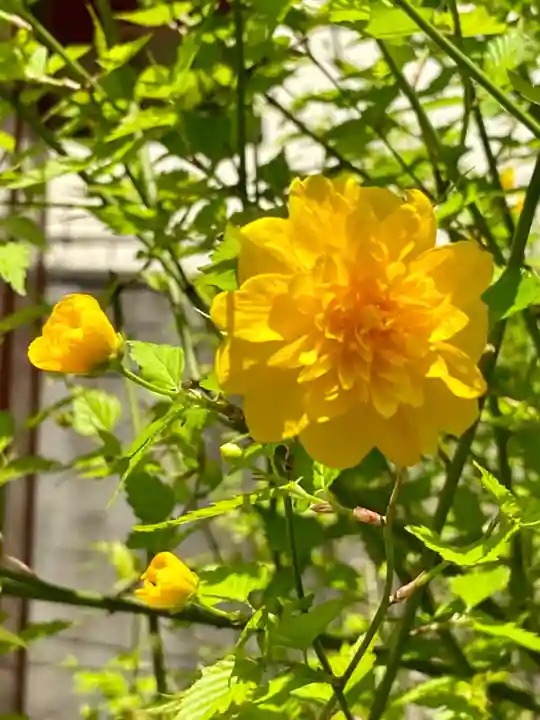 六孫王神社(京都府)