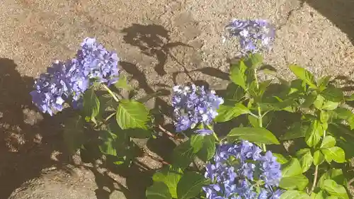 櫛田神社の自然
