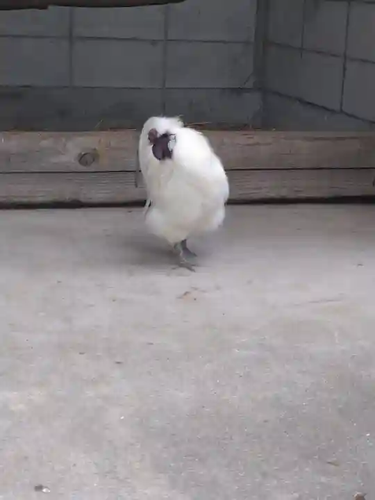阿智神社の動物
