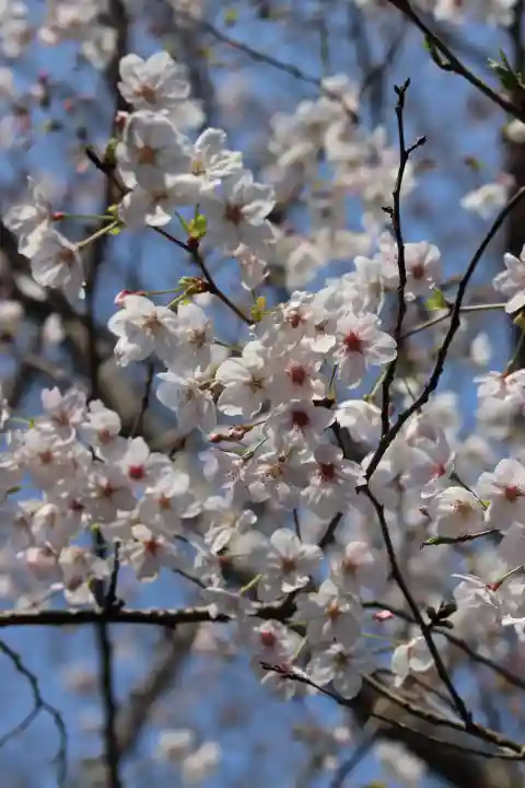 極楽寺(霊鷲山感應院極楽律寺)の{uncategorized: "未分類", other: "その他", undefined: "問題あり", building: "その他建物", grave: "お墓", sacred_gate: "鳥居", guardian: "狛犬", statue: "像", buddha: "仏像", history: "歴史", nature: "自然", garden: "庭園", animal: "動物", pagoda: "塔", temizu: "手水舎", mountain_gate: "山門・神門", sanctuary: "本殿・本堂", subordinate: "末社・摂社", art: "芸術", scenery: "景色", jizo: "地蔵", ema: "絵馬", goshuin: "御朱印", omikuji: "おみくじ", items: "授与品その他", amulet: "お守り", goshuincho: "御朱印帳", eats: "食事", festival: "お祭り", votive_dance: "神楽", shichigosan: "七五三参", wedding: "結婚式", experience: "体験その他", initially: "初詣", around: "周辺", anti_infection: "感染症対策"}