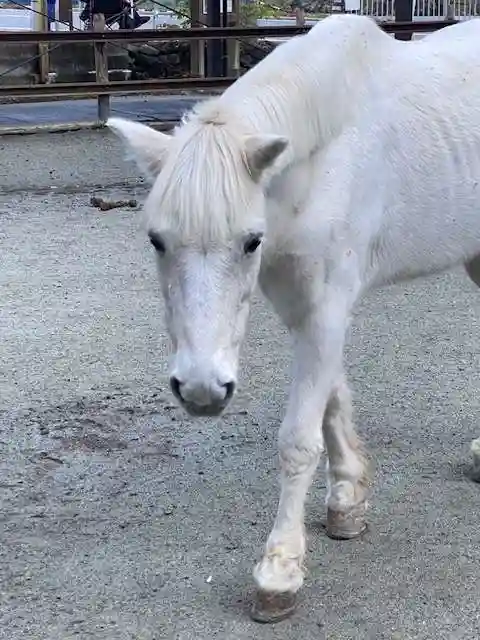 丹生川上神社(下社)(奈良県)