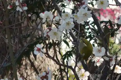 菅原天満宮（菅原神社）(奈良県)