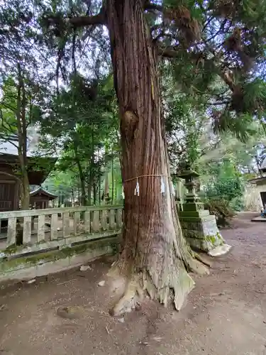 賀茂神社の自然