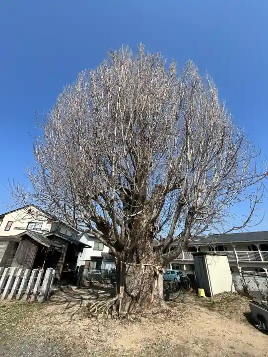 八大龍王辨財天の{uncategorized: "未分類", other: "その他", undefined: "問題あり", building: "その他建物", grave: "お墓", sacred_gate: "鳥居", guardian: "狛犬", statue: "像", buddha: "仏像", history: "歴史", nature: "自然", garden: "庭園", animal: "動物", pagoda: "塔", temizu: "手水舎", mountain_gate: "山門・神門", sanctuary: "本殿・本堂", subordinate: "末社・摂社", art: "芸術", scenery: "景色", jizo: "地蔵", ema: "絵馬", goshuin: "御朱印", omikuji: "おみくじ", items: "授与品その他", amulet: "お守り", goshuincho: "御朱印帳", eats: "食事", festival: "お祭り", votive_dance: "神楽", shichigosan: "七五三参", wedding: "結婚式", experience: "体験その他", initially: "初詣", around: "周辺", anti_infection: "感染症対策"}