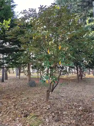 大谷地神社の自然