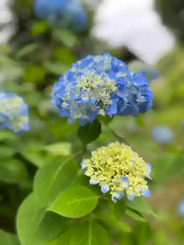 福母八幡宮の自然