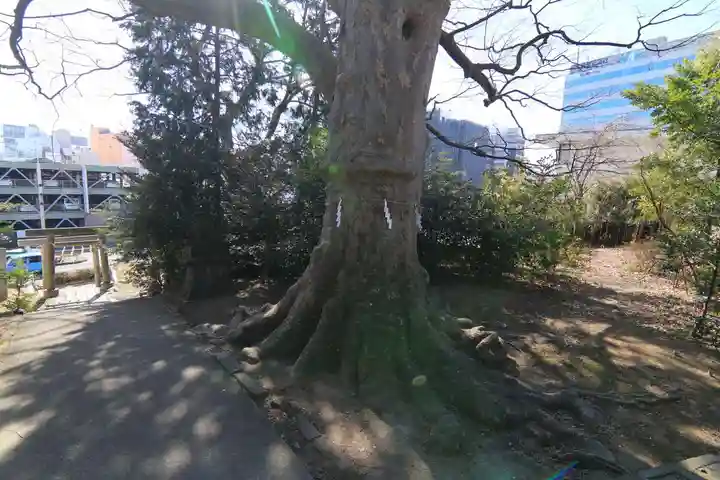 愛宕神社の自然