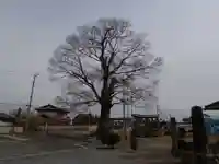 阿保神社の自然