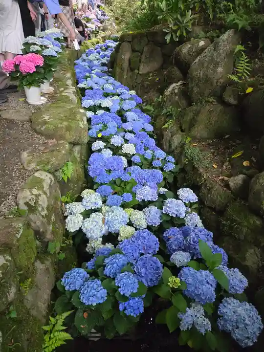 岡寺(龍蓋寺)(奈良県)