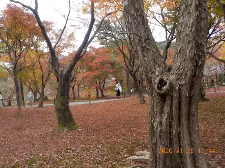 東福禅寺(東福寺)の自然