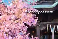 桜神宮(東京都)